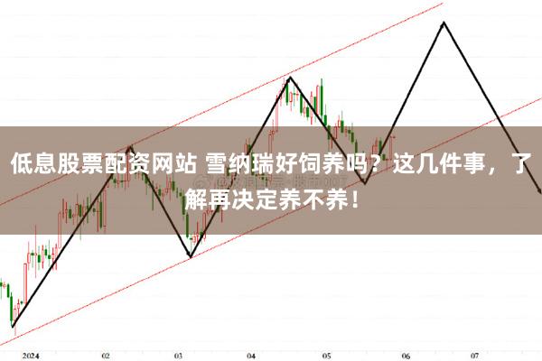 低息股票配资网站 雪纳瑞好饲养吗？这几件事，了解再决定养不养！