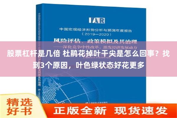 股票杠杆是几倍 杜鹃花掉叶干尖是怎么回事？找到3个原因，叶色绿状态好花更多